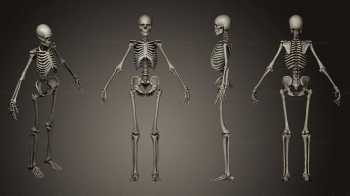Анатомия скелеты и черепа (Скелет, ANTM_0182) 3D модель для ЧПУ станка